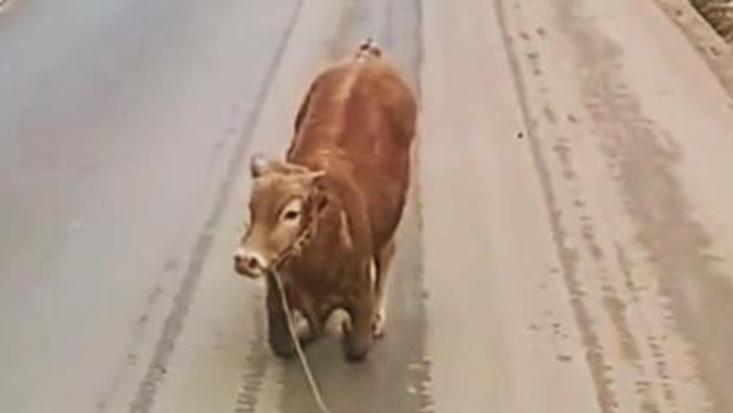 7岁母牛在路中下跪，只因不想离开主人，离开自己的幼崽