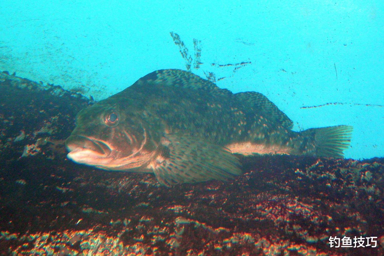 黄鱼|怎样钓六线鱼？六线鱼喜欢吃什么？六线鱼的觅食习性和垂钓技巧