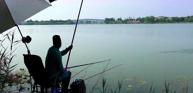 |高温下鱼儿都去哪儿了?这几个地方不可错过,野钓好去处