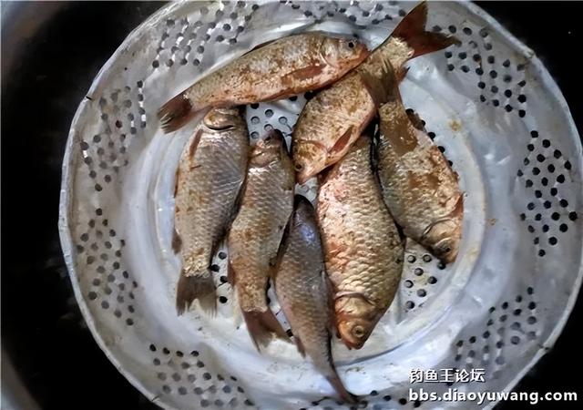 饵料|雨水节气春风劲，沙河一行爽拉鲫