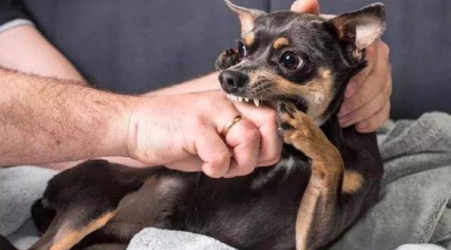 狂犬病究竟有多可怕?发作后几乎无药可救,打疫苗也不安全?