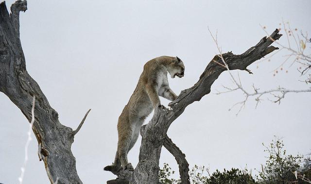 猫亚科中的战力天花板,美洲狮不仅能打,还很会算账