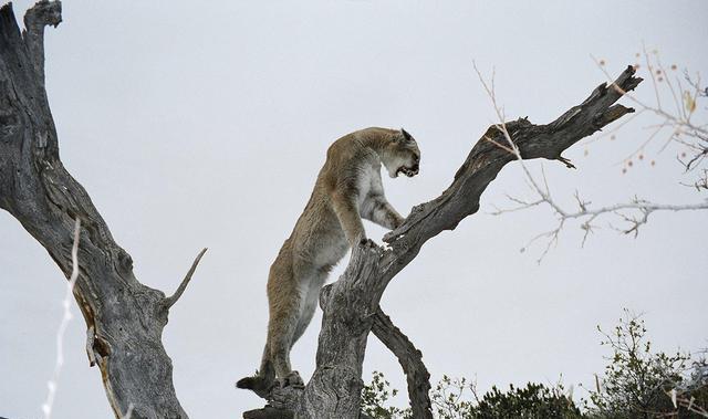 猫亚科中的战力天花板，美洲狮不仅能打，还很会算账