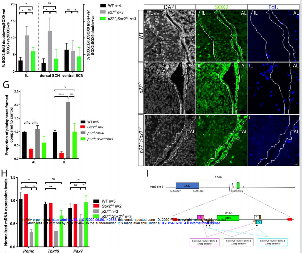 AbMole科研-在p27缺失小鼠的垂体肿瘤发生中干细胞和分化细胞都需要SOX2