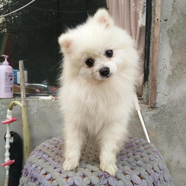 公主的身子,土狗的命,但是全家都很爱它