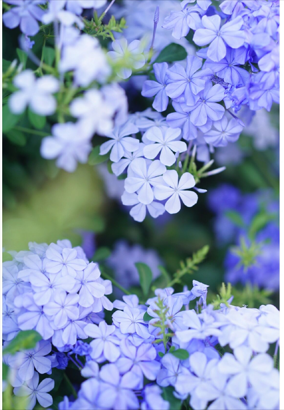 为了一个露台,买了栋顶楼的房子,建个“空中花园”,太美了!