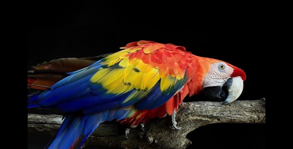 开源软件|说一下,我买iPhone SE3的5个原因