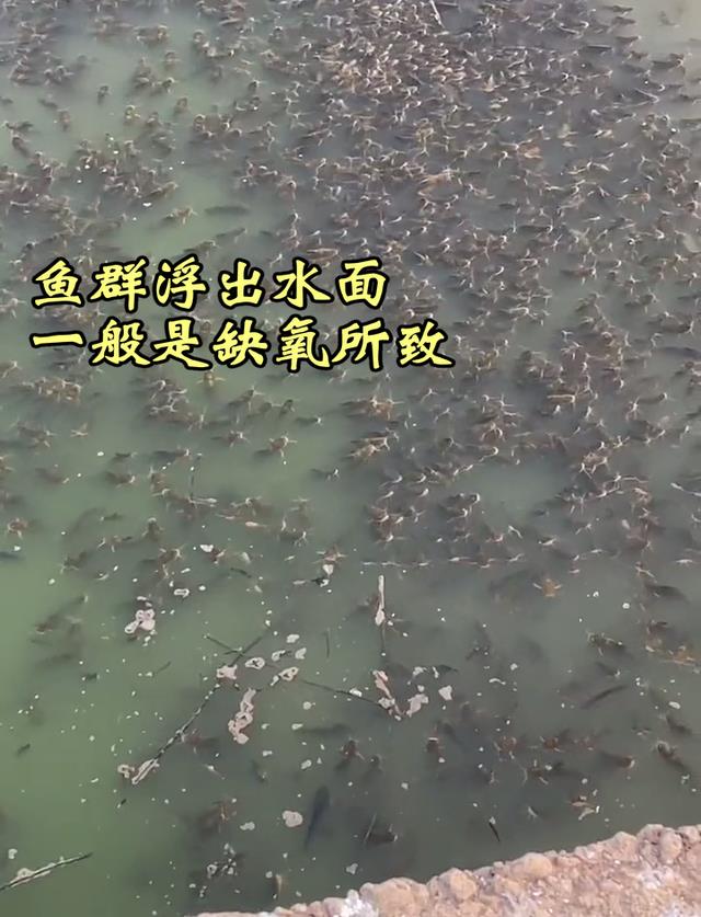 安徽|安徽男子野塘钓鱼一天无口,快走时鱼全浮出水面,网友:嘲讽你呢