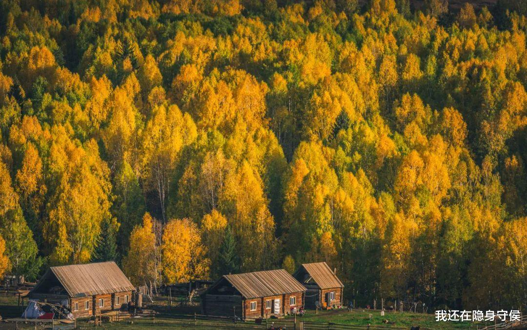 新疆维吾尔自治区|它称第二,无人敢称第一! 沉寂1个月,此生必去的秋色之王正在苏醒