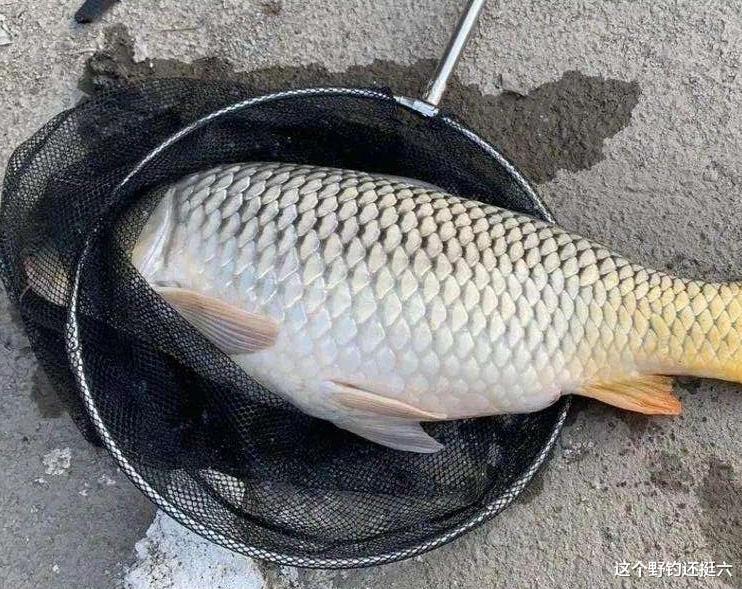 饵料|野钓用饵别再被忽悠了!痴迷饵料幻想,就是你钓鱼不坚定时低谷期