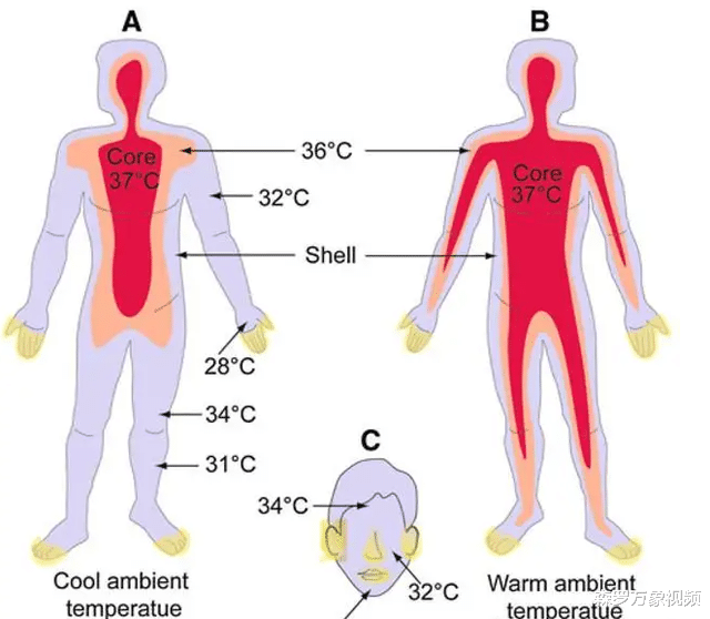 37℃不再是人类的平均体温,人类的体温正在逐渐下降?这有什么影响?