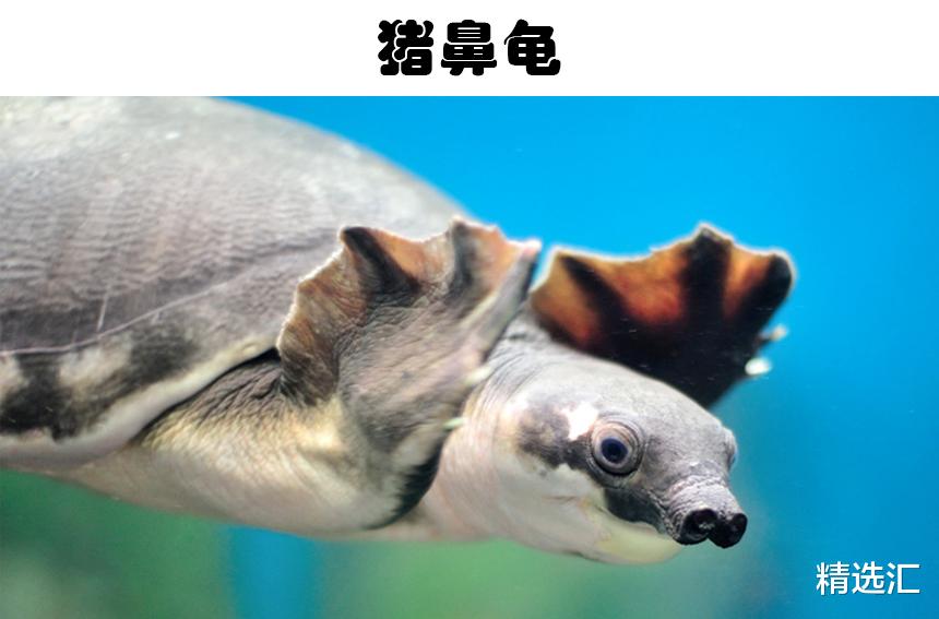 很多人没有听说过的5种已经濒临灭绝的奇特动物