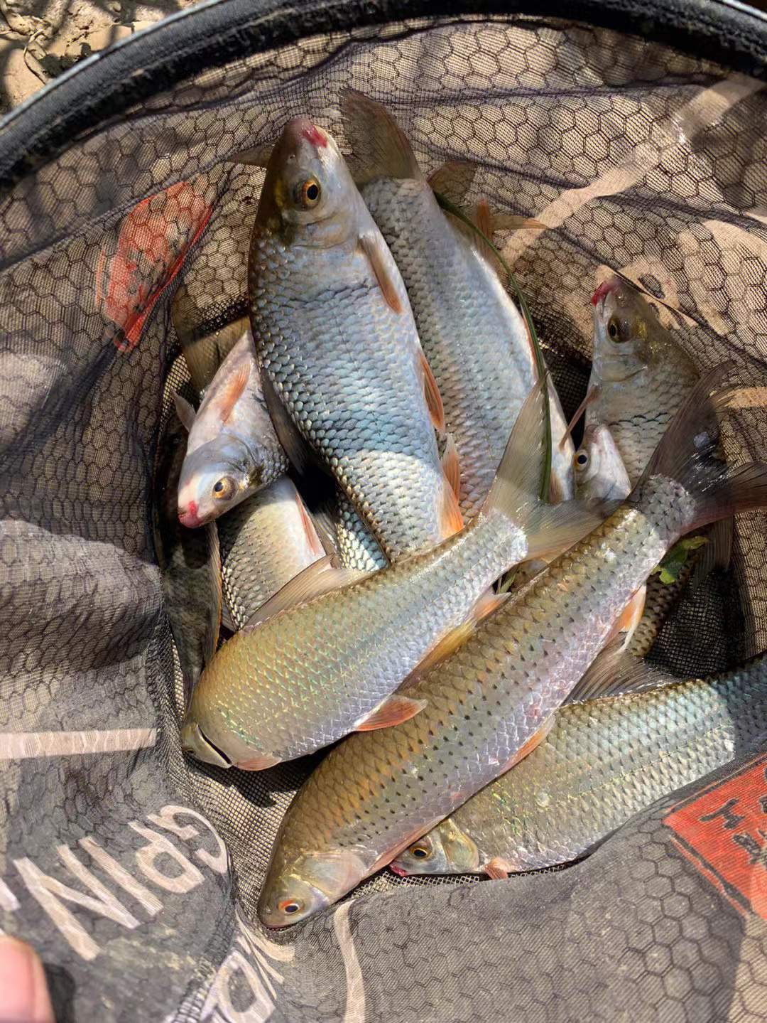 |出现好漂相为何老是空竿,看完你就知道了