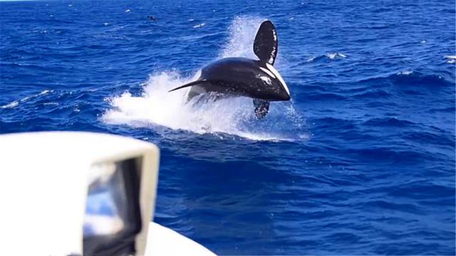 多少头虎鲸能杀死16米蓝鲸?一场几小时的海湾激战,结局不出所料