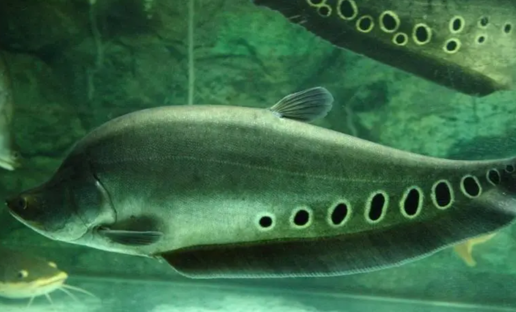 |七星刀鱼广东开始泛滥? 佛山钓友路到4.6斤七星刀, 谁又开始乱放生