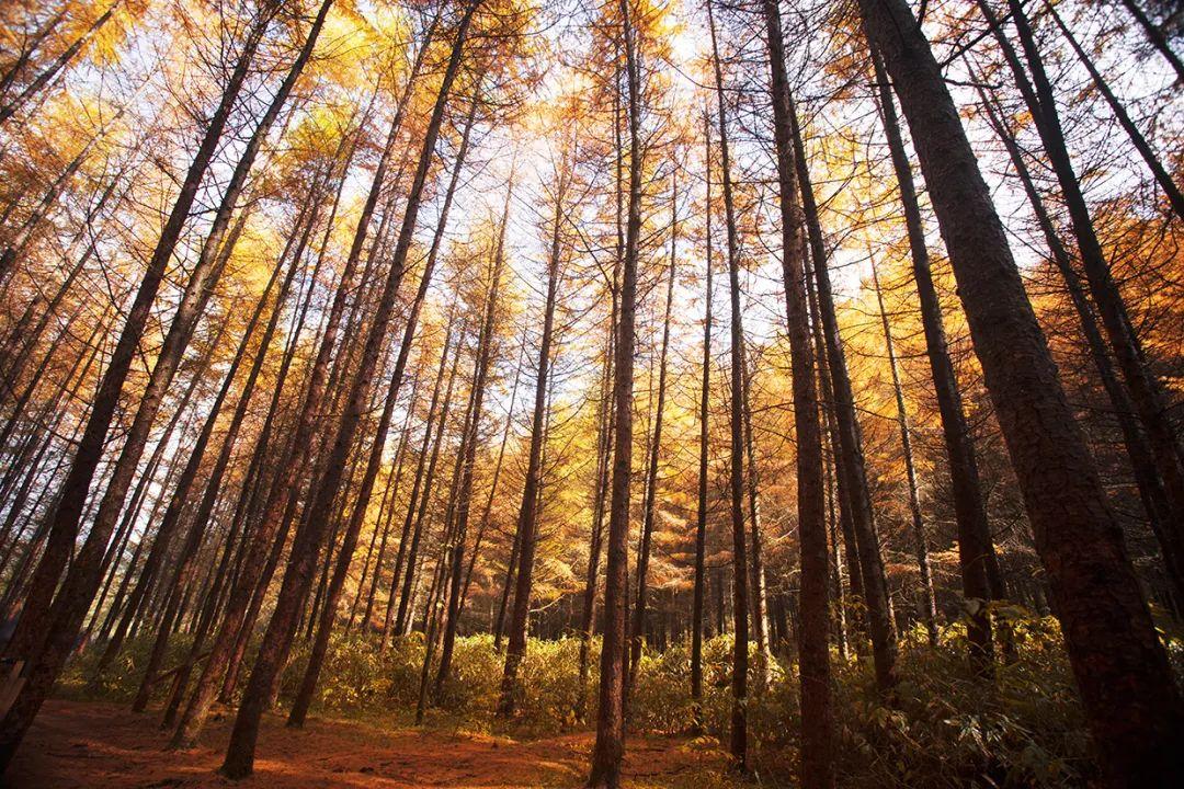 光雾山|迷倒大批秋叶控,年年被小红书赞爆的“红叶第一山”,我给满分!