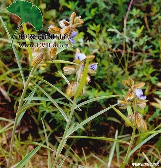 抗癌|分享抗癌中药——野百合,生于荒地杂草中,解毒消积广泛应用