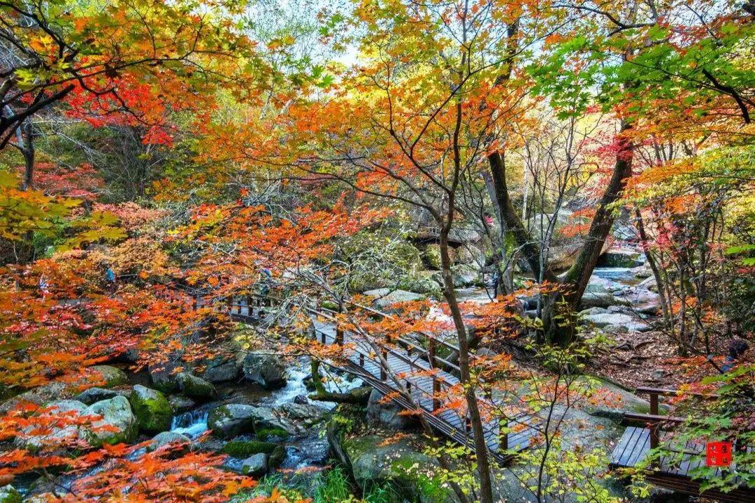 长白山|一个夏天都没出门?不如做一回“第一个看秋色的人”,可好?
