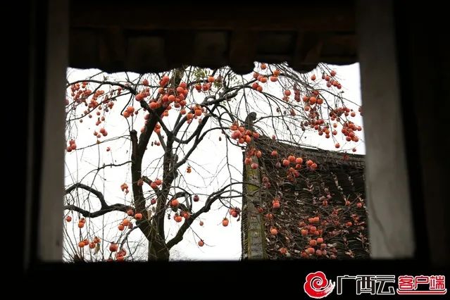 理县|葛坡镇深坡古村的柿子红了