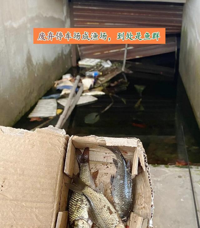 深圳市|深圳：废弃停车场积水后变“鱼塘”，钓鱼人：里面有几十斤的大鱼