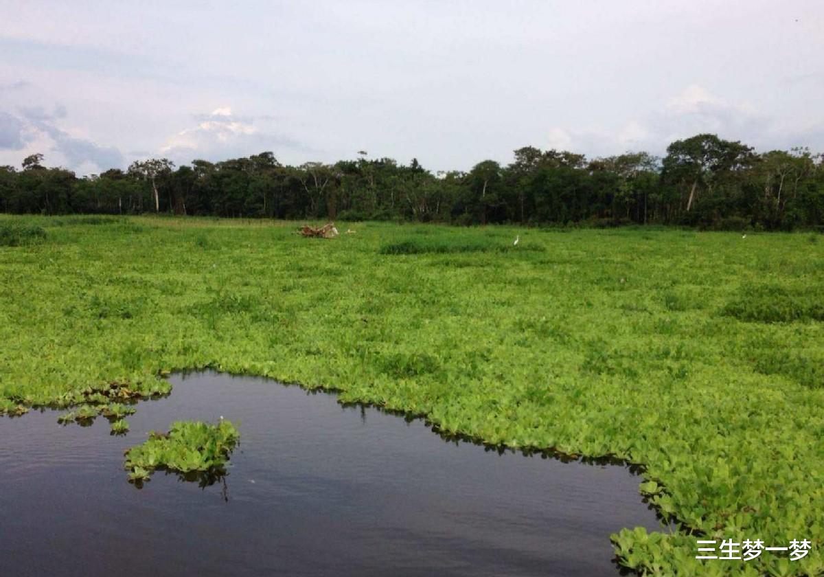 |被亚马孙雨林包围的城市,藏着50万人口,为何至今不通公路?