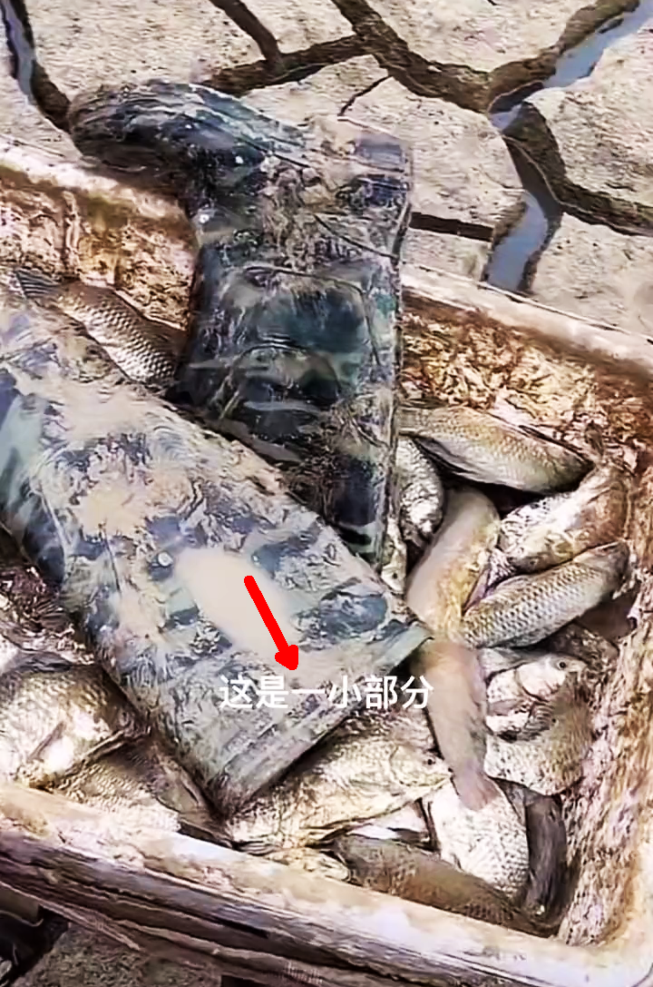 鄱阳湖大面积干涸,黑鱼、鳜鱼、翘嘴到处都是,有人用小车拉鱼走