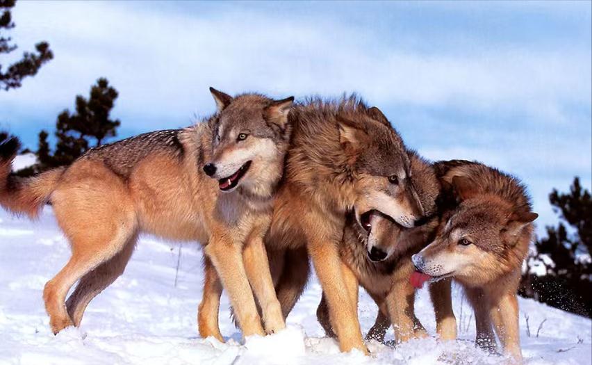 最大的狼群能有多大？为什么不存在上百只狼组成的狼群？