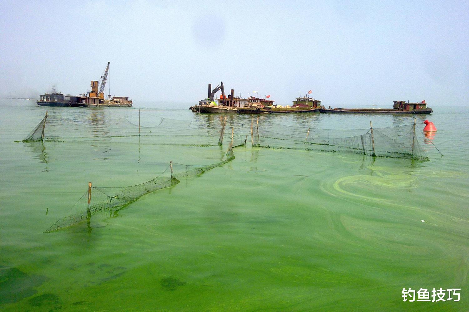 浮游生物|钓鱼黑坑的4种水质,4种黑坑水质的钓鱼用饵技巧