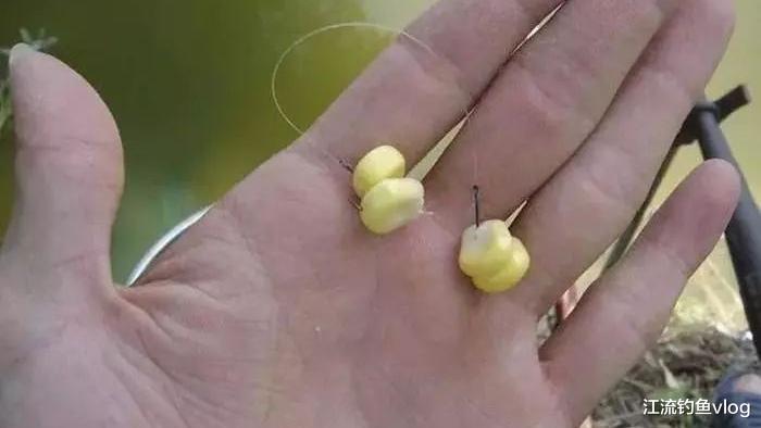 饵料|很多人都喜欢用玉米来钓鱼,可不知如何运用到最好