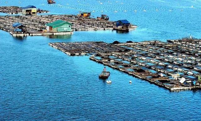 重庆|村子飘在海上？水上住人水下养殖，这里堪称中国的“东方威尼斯”