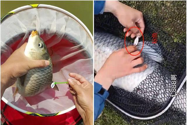 安徽|2.5万斤青鱼、400万元,安徽一钓场变赌场,多人被抓,多人被抓