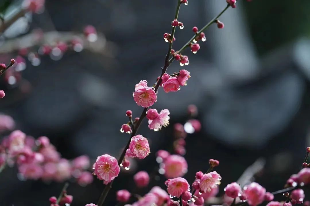 南浔|江南无所有,聊赠一枝春,在湖城邂逅“梅”好