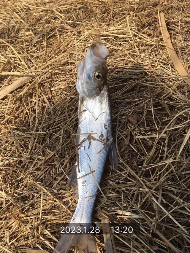 饵料|风和日丽开工日，鳊鳊起舞迎兔年！