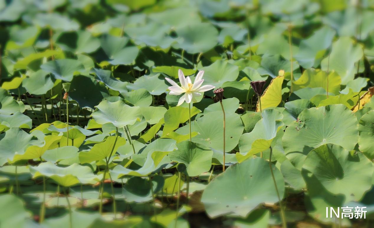 荷花|“荷”你有约 高新邀您足不出户云赏荷