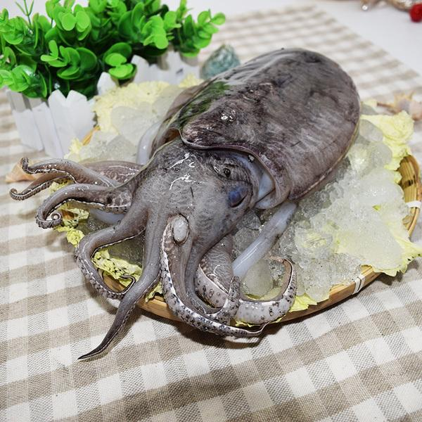 ?关于墨鱼的10个方面的介绍