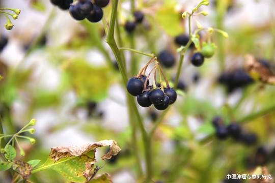 抗癌|分享抗癌中药——龙葵,喜生于田边、荒地,清热解毒功效强