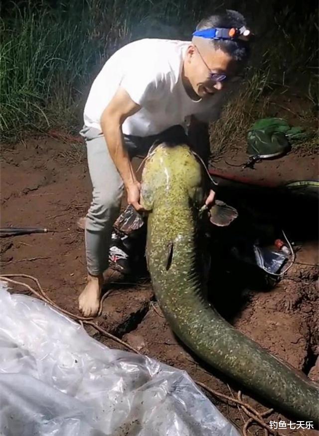 猪肝|鲶鱼的垂钓季来临！把“鱼窝”喂好了，大鲶鱼一钓一个准