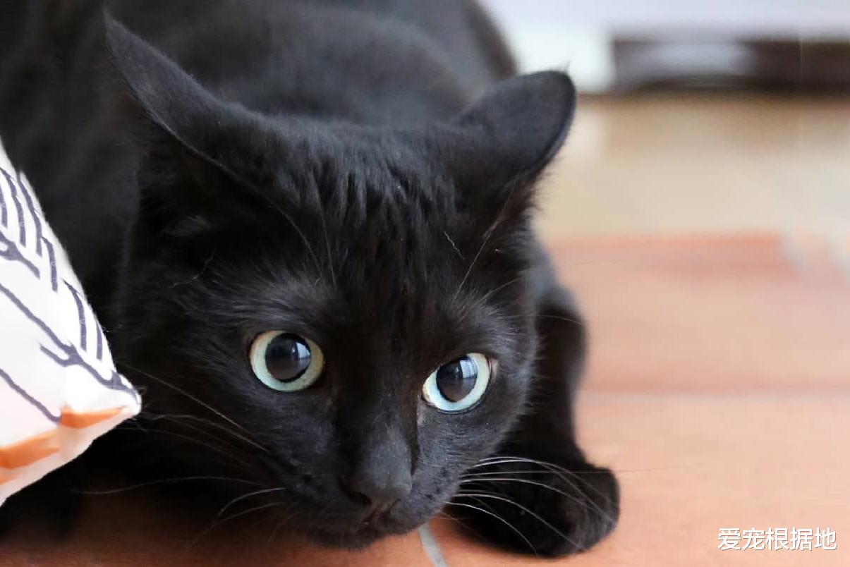 那只自己钻进猫包，被宠物猫驱赶也不离开的流浪猫，终于有家了