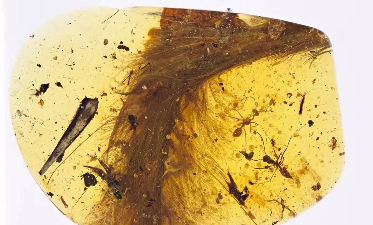4100万年前这对小情侣被封印在琥珀中，至今仍保持繁衍姿势
