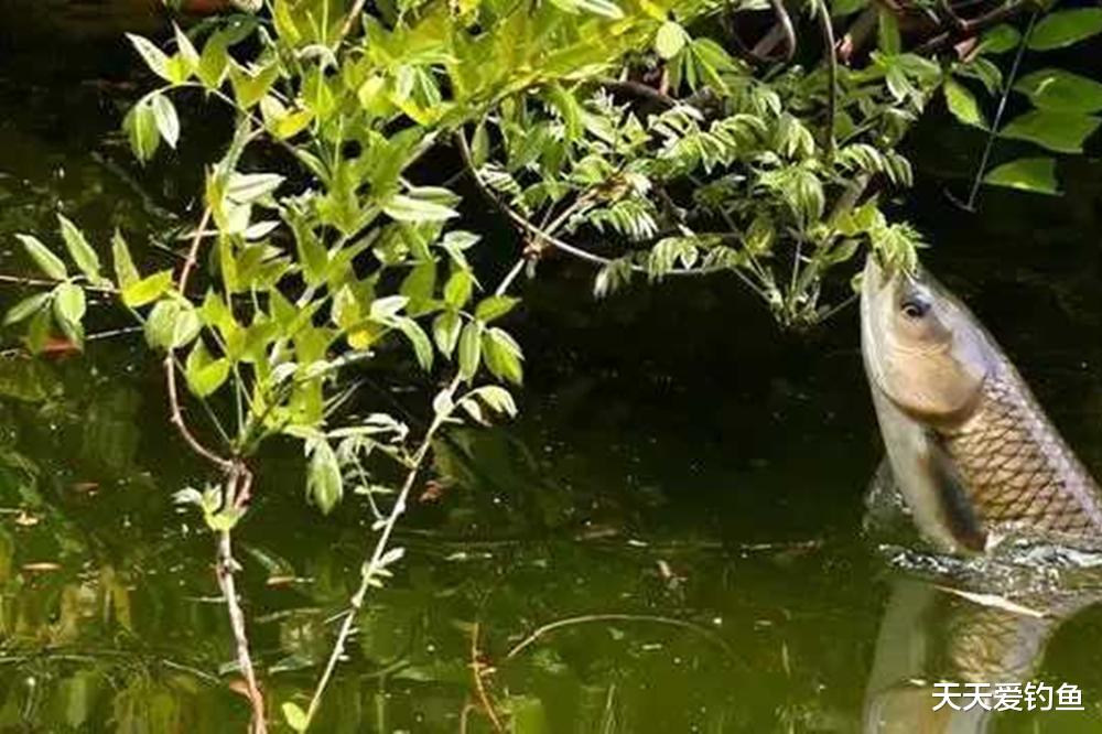 饵料|钓鱼技巧:三伏天野钓,掌握这4个变化规律,大鱼一钓一个准