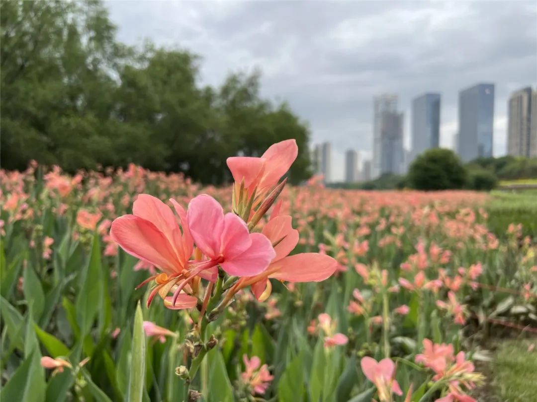 |莲商会 这份赏花攻略,请收下