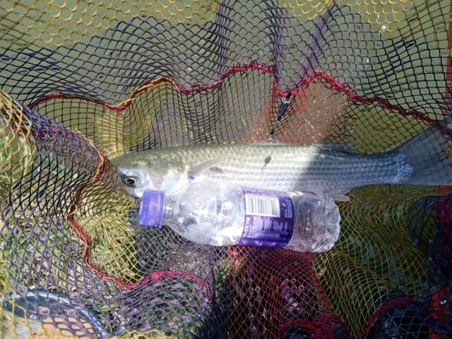 |杂鱼堡的梦想,让鱼获爆了护!