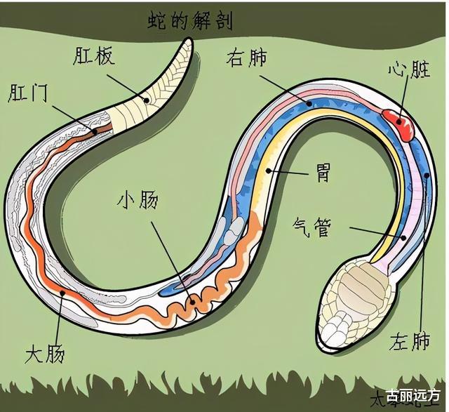 如果被蟒蛇吞进肚子里,有没有可能用匕首划破蟒蛇肚子自救?