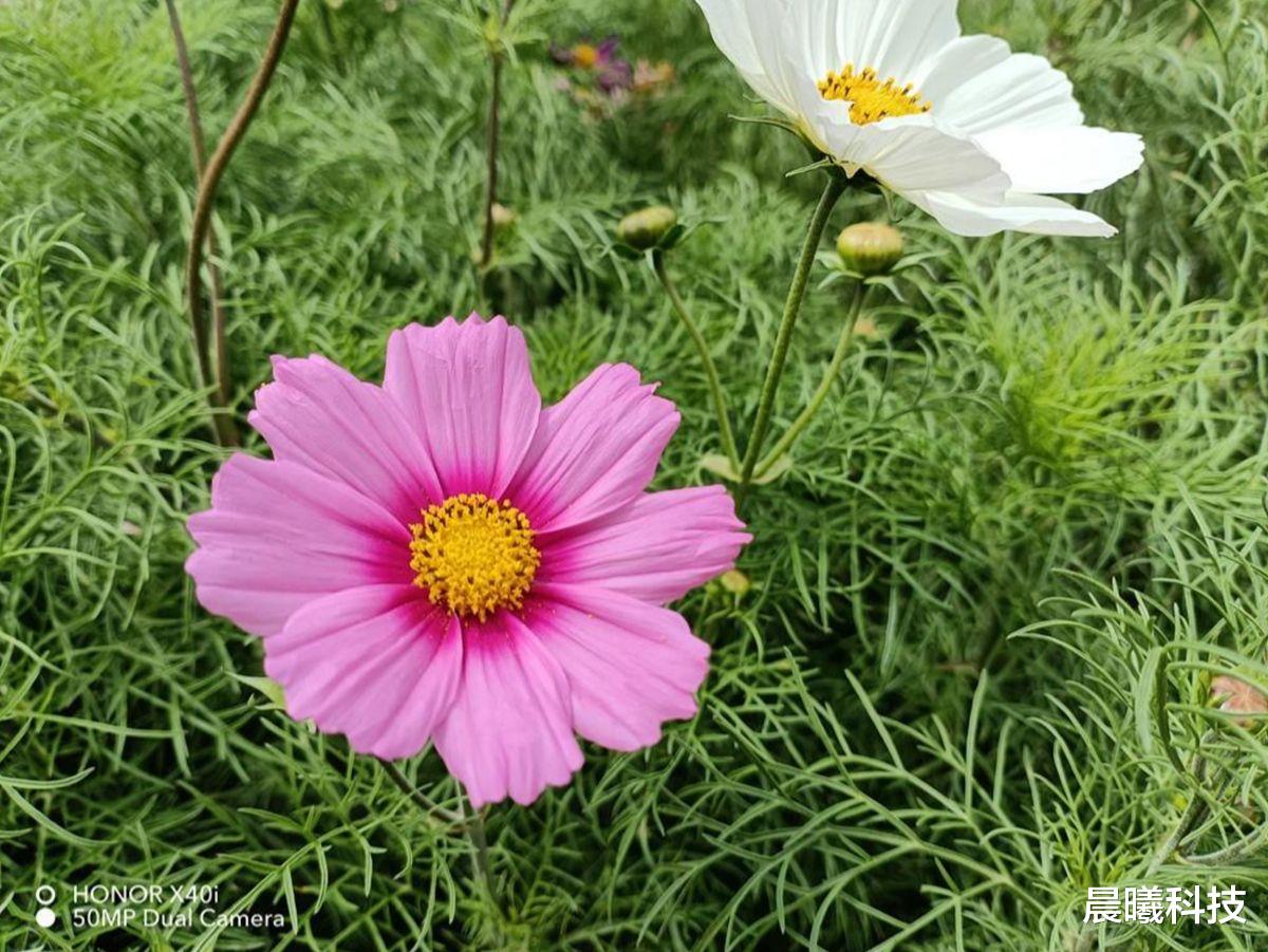 聊聊|荣耀X40i 体验：极窄边框有卖相，打破沉闷的千元机值得好好聊聊