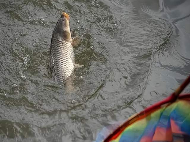 饵料|夏至过后人热“鱼更热”！分享5个“好方法”，大鱼连竿不是问题