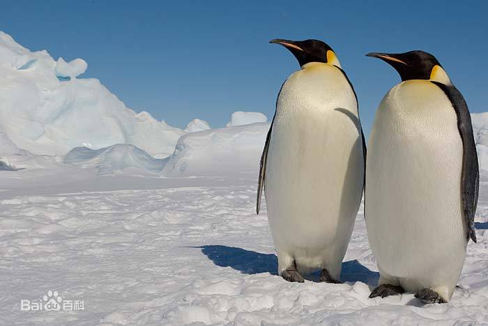 游天下美景001南极洲(15)“南极土著”帝企鹅和阿德利企鹅