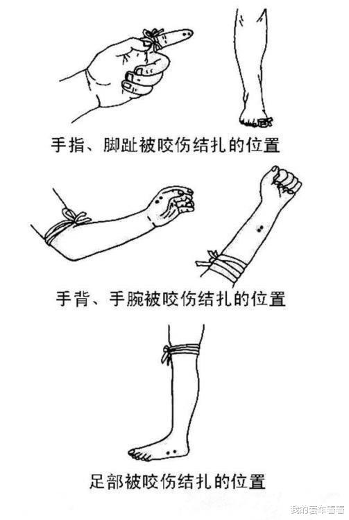 银环蛇|我国陆地第一毒蛇，天生胆小不敢攻击人，为何“咬着”钓鱼人不放