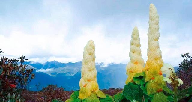 川藏公路|川藏线上的神秘“大白菜”，看到千万别摘，不然可能就要掏腰包了