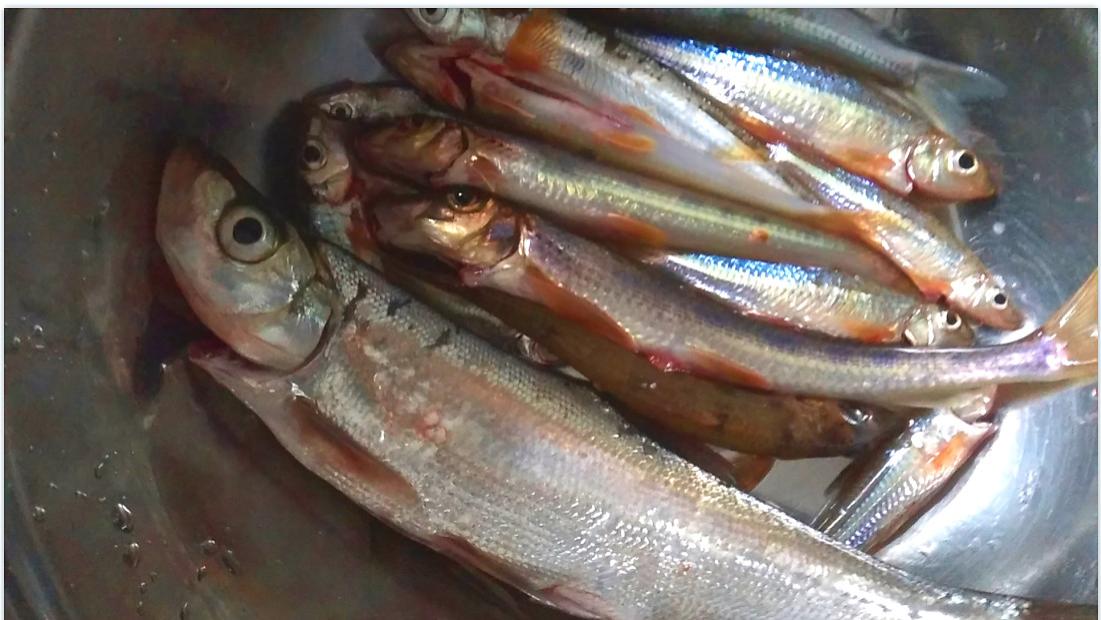 |超市关门，街道“静默”状态，悄悄的去河边搞点荤物