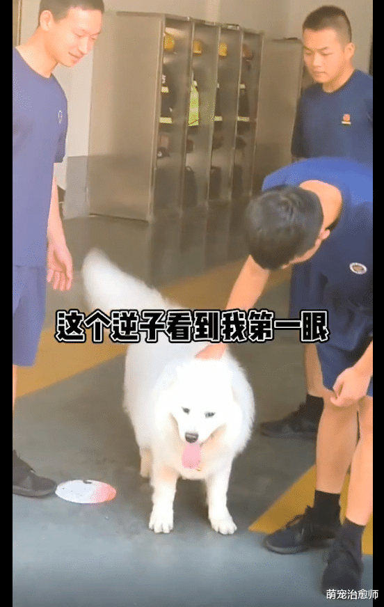 何昭君 主人要给萨摩耶减肥，它竟跑到消防站求帮助，一口气吃了10根肠！